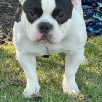 SHORTSTACK BULLIES MIDWEST FATBOY