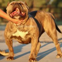 Sunlines Insomnia of TopDogGang