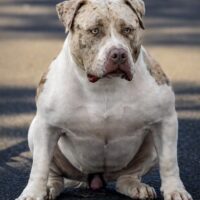 PBK Aurora of Sumo Bama