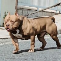 Barrett Monster Ariete