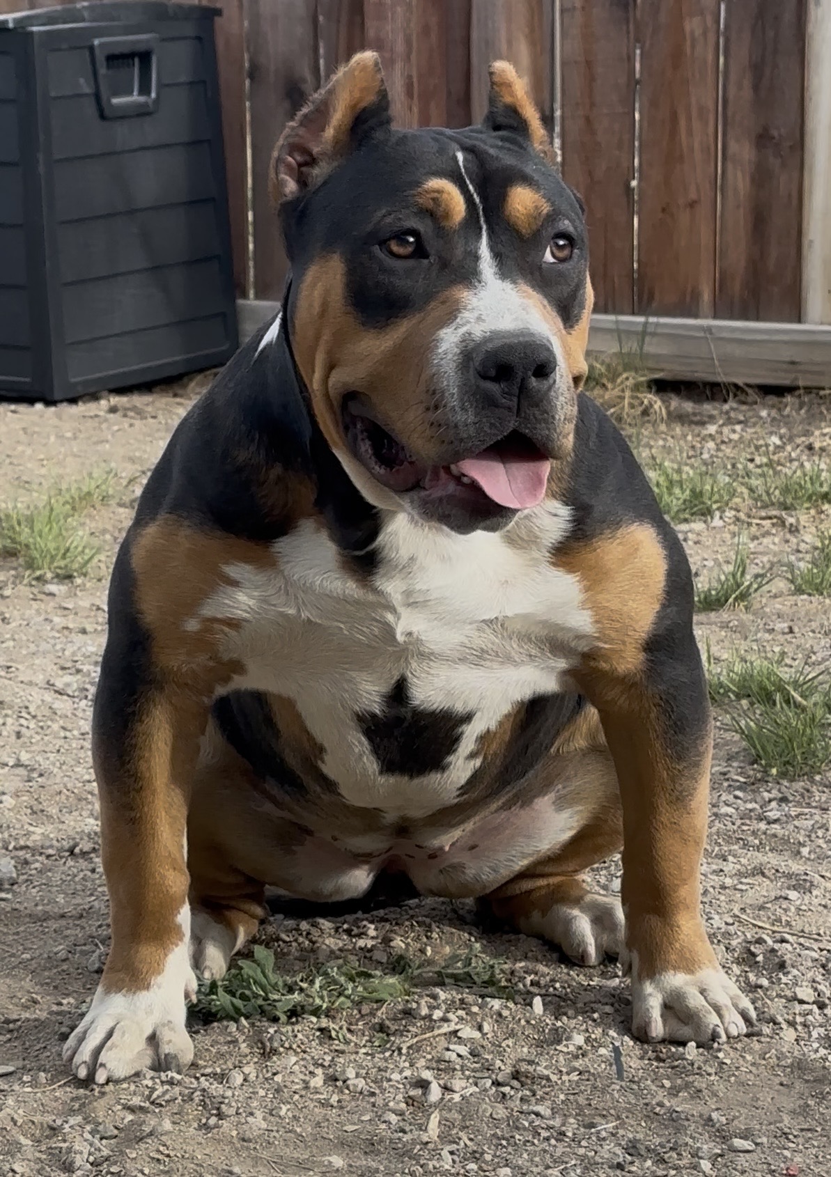 Dog Featured Image