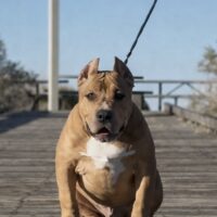 DJK Pharaoh