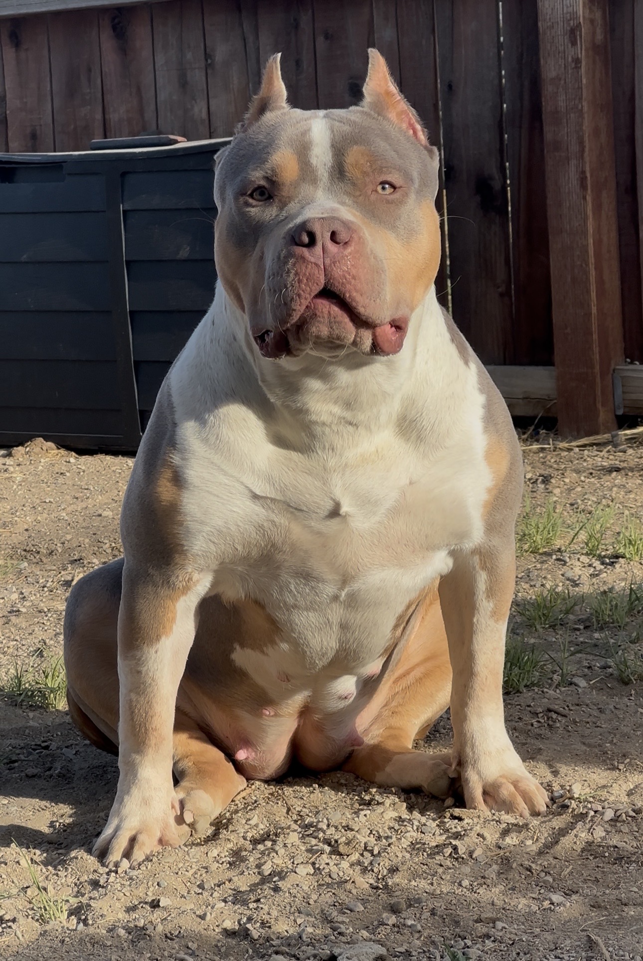 Dog Featured Image