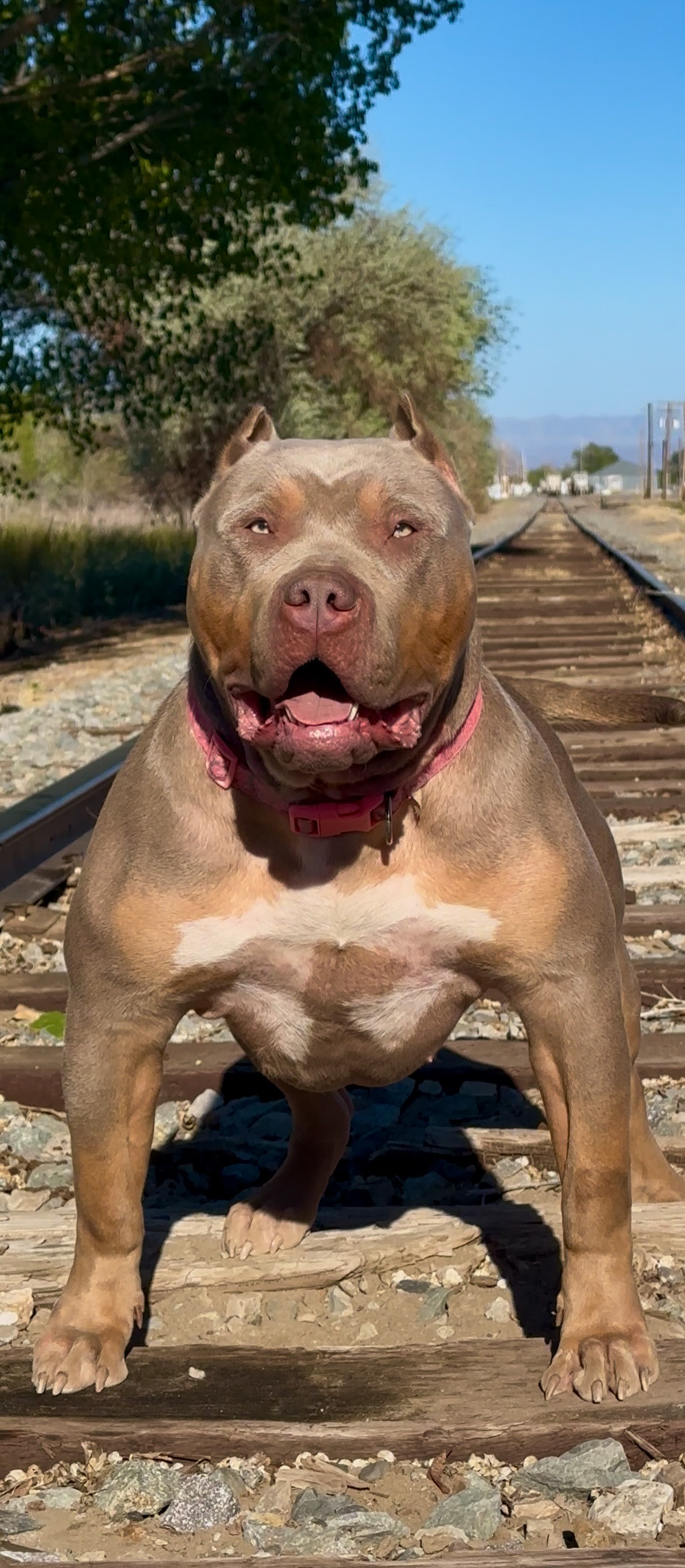 Dog Featured Image