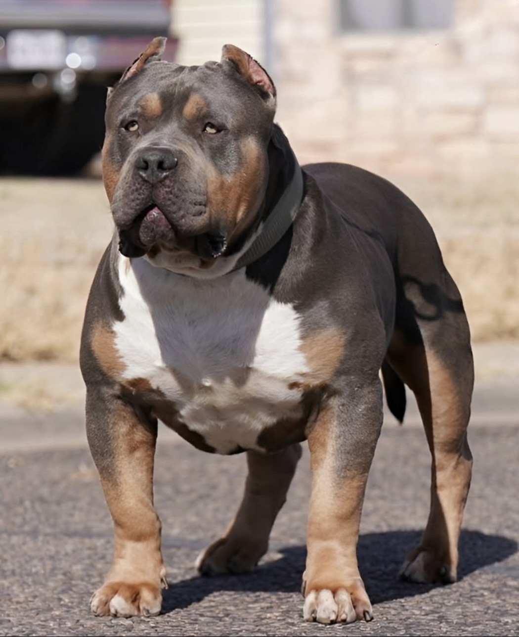 Dog Featured Image