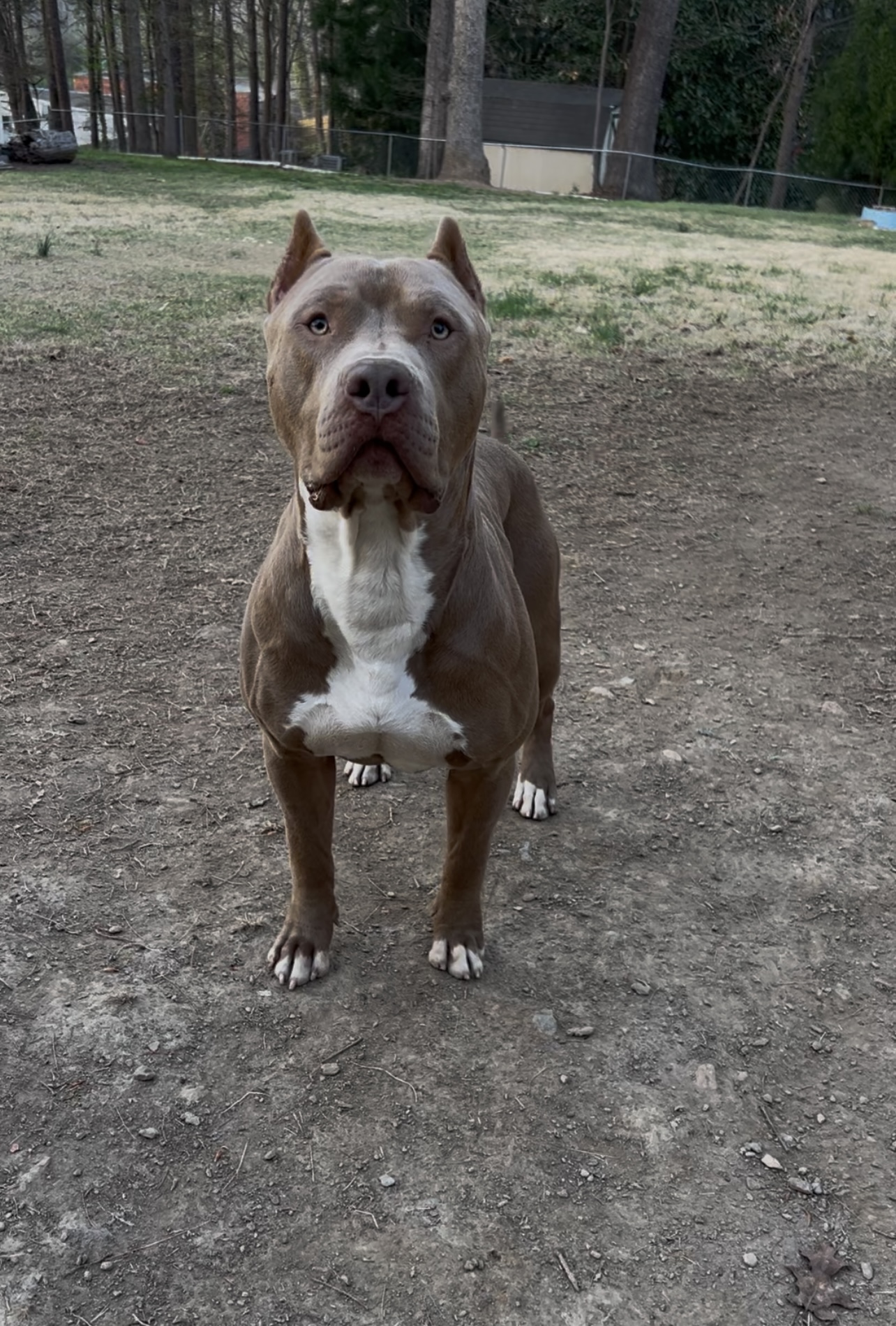 Dog Featured Image