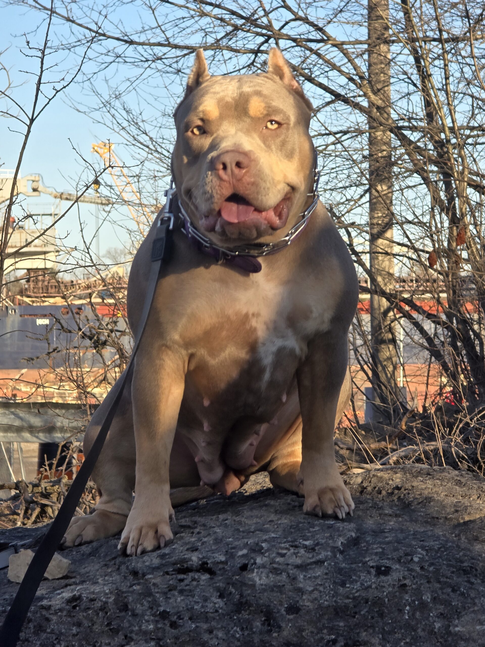 Dog Featured Image