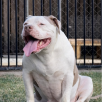 Dog Featured Image