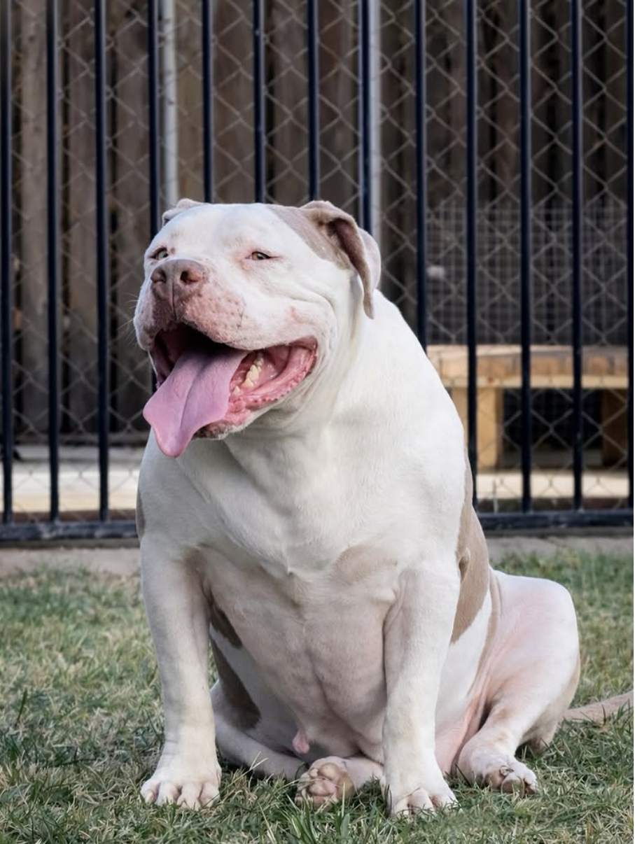 Dog Featured Image