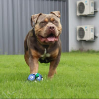 FNQ Elite Bullys Dre