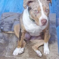 Loyal legend’s Kennel Yuna