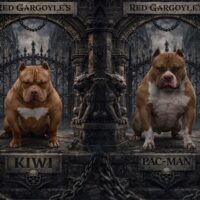 Red Gargoyle’s Pac-Man X Red Gargoyle’s Kiwi