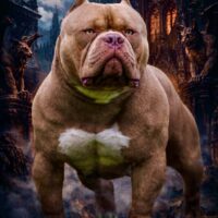 “MOMOBULLZ Ultros”