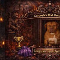 Red Gargoyle’s Bam Bam X Gargoyle’s Red Dutchess