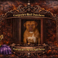 Gargoyle’s Red Dutchess