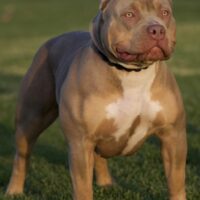 TAP iN BULLIES Brooklyn