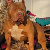 TAP iN BULLIES Grch Mecca