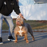 TAP iN BULLIES Grimm