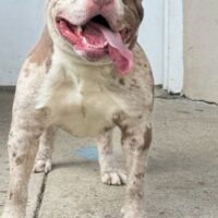 The Bully Crew “O.S.O”