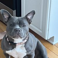 HEADQUARTER BULLYS FENDI