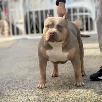 Fear Kennels Butterbean