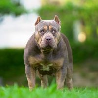 Hero Bullys Sandy