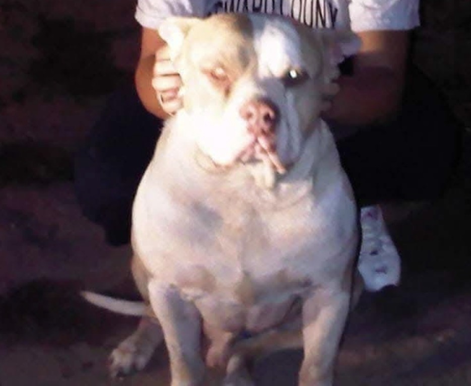 Dog Featured Image