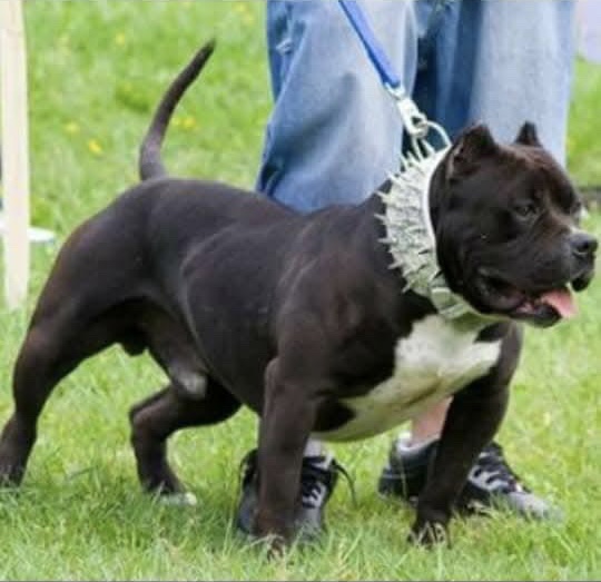 Dog Featured Image