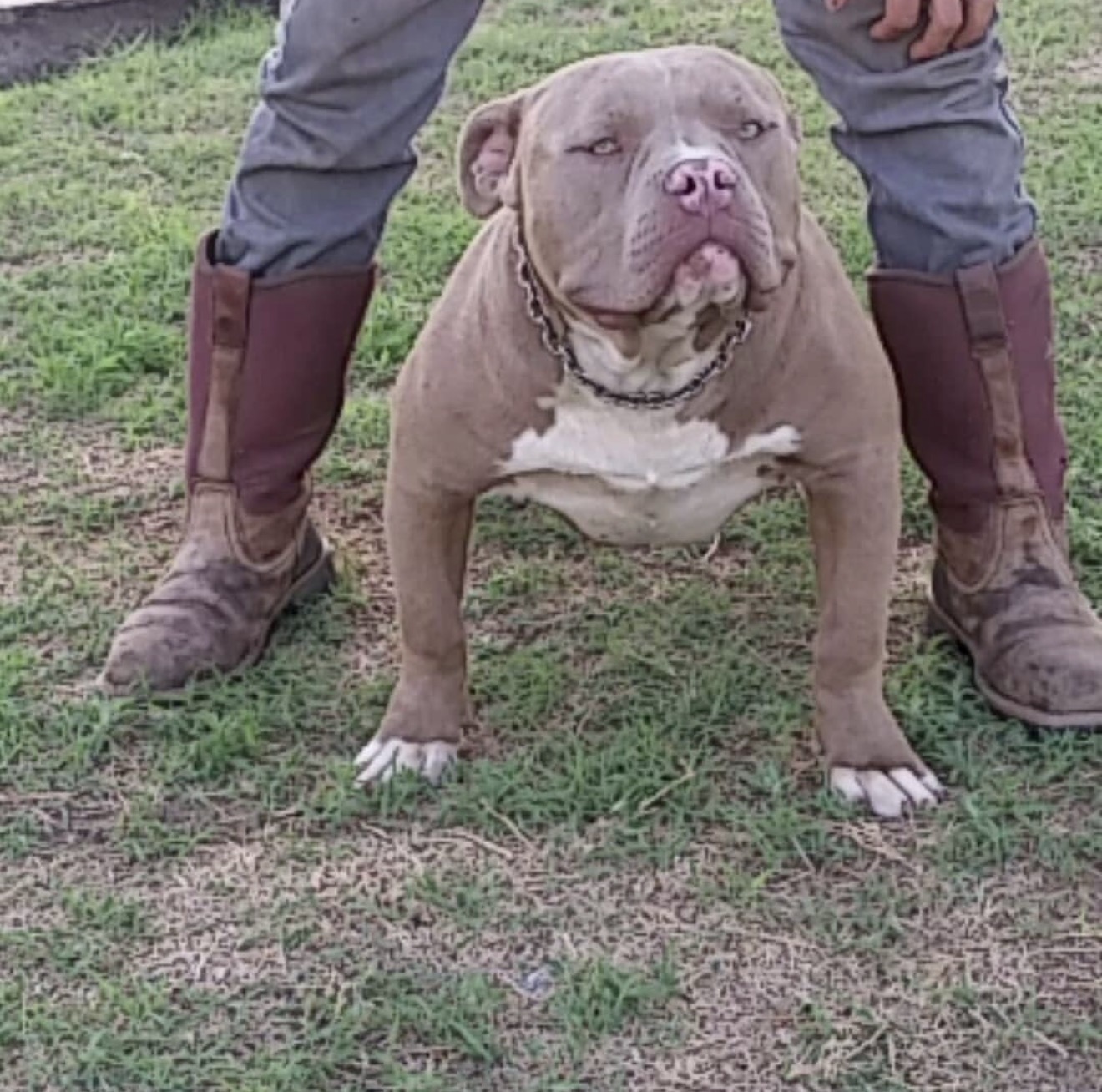 Dog Featured Image