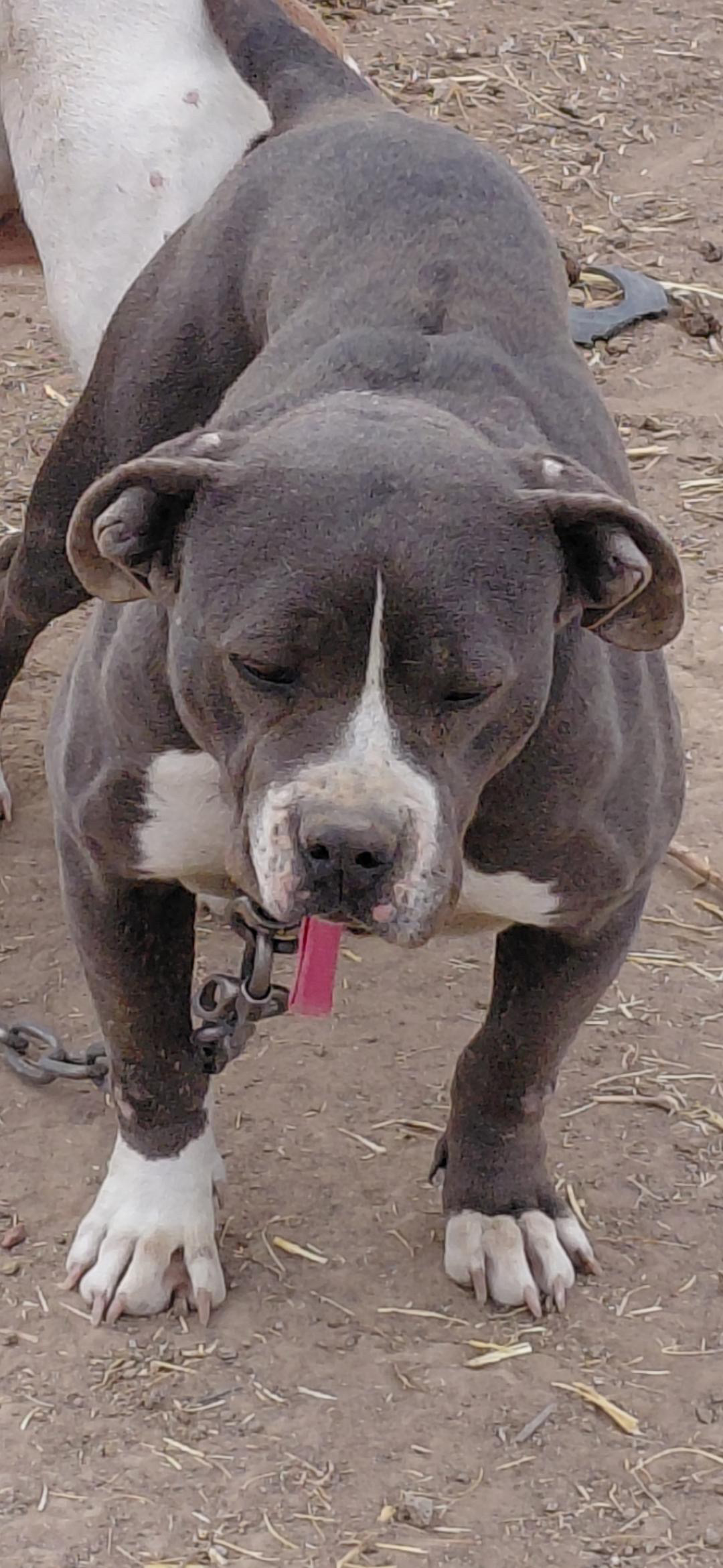 Dog Featured Image