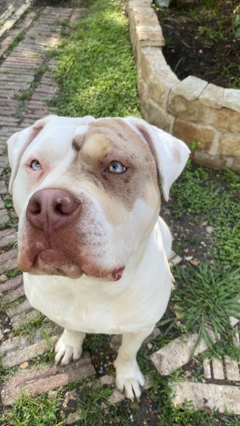 Dog Featured Image