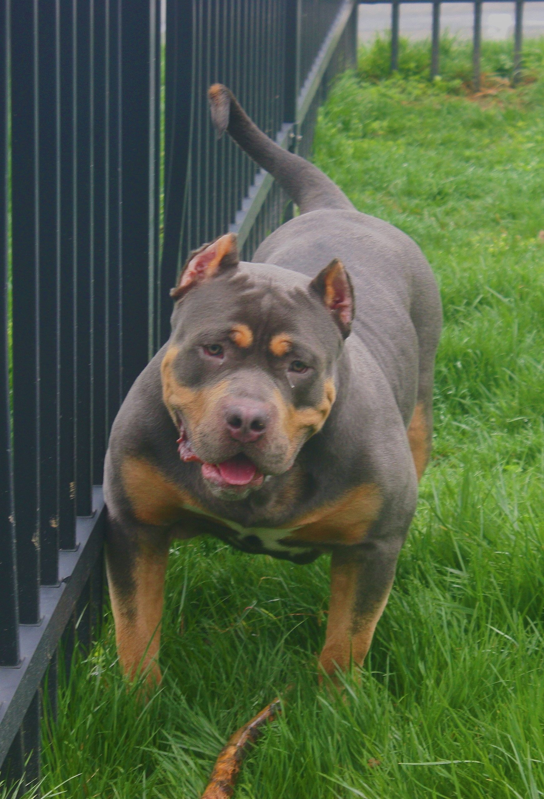 Dog Featured Image