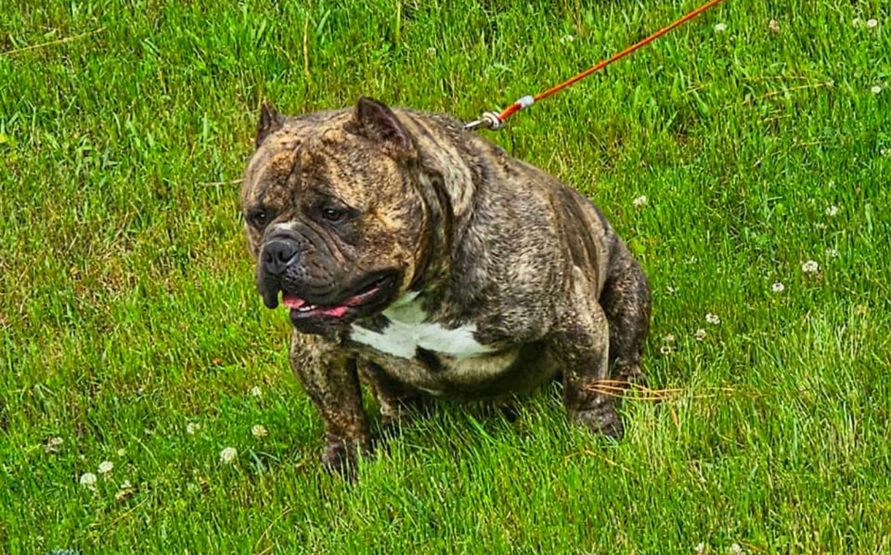 Dog Featured Image