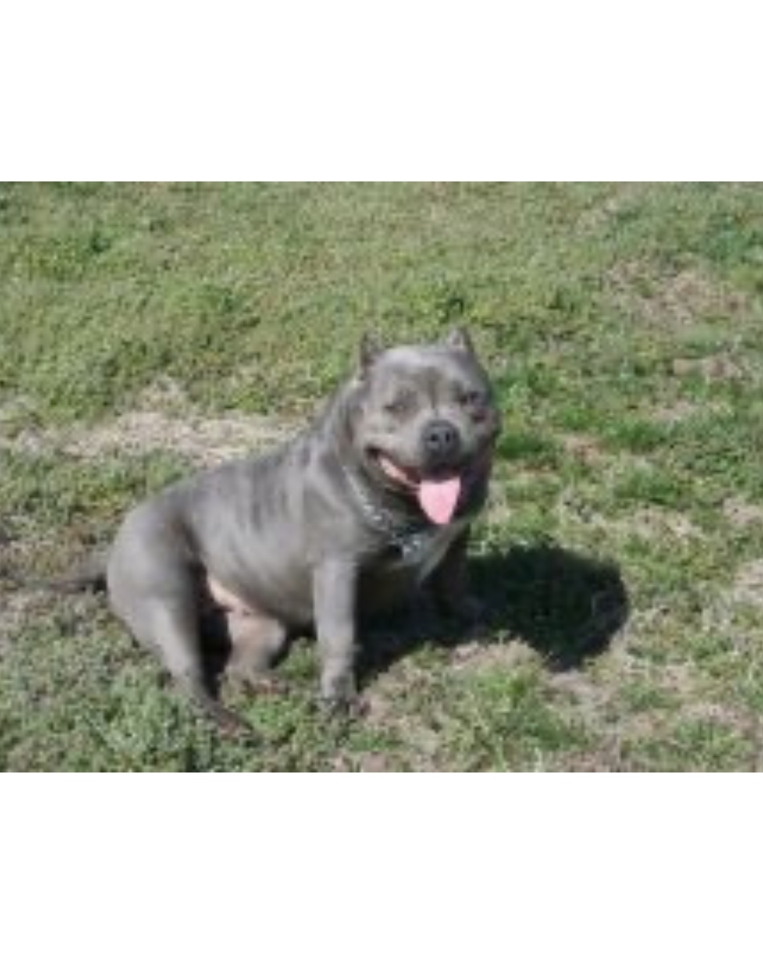 Dog Featured Image