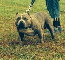 Dog Featured Image