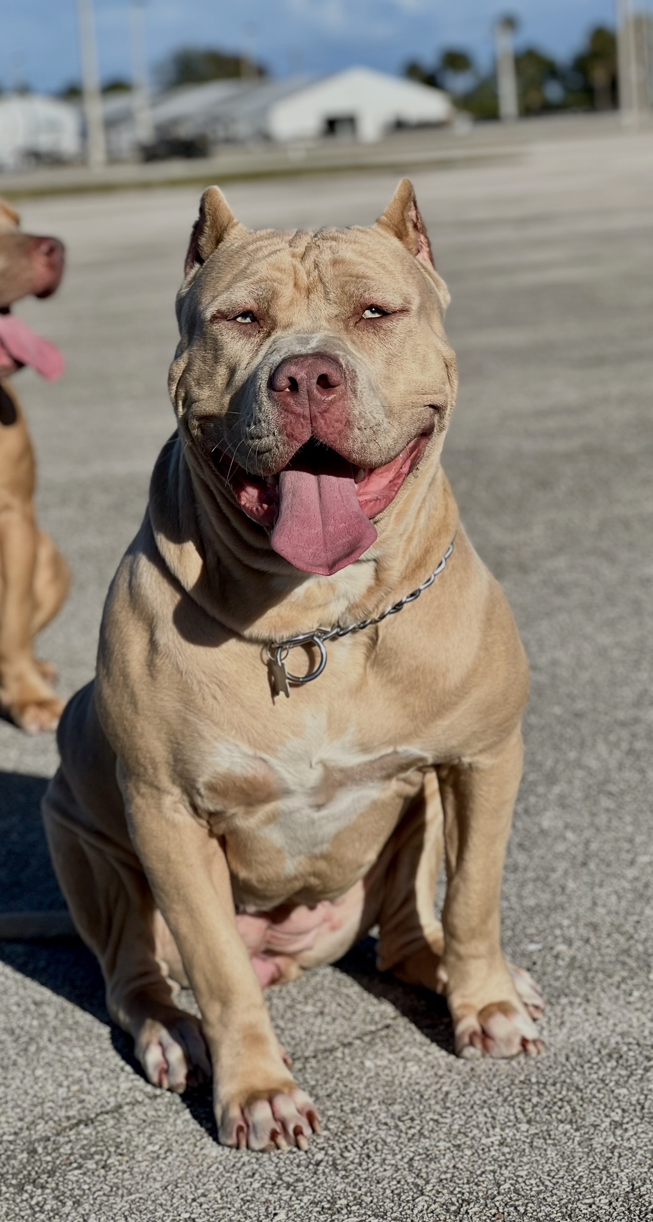 Dog Featured Image