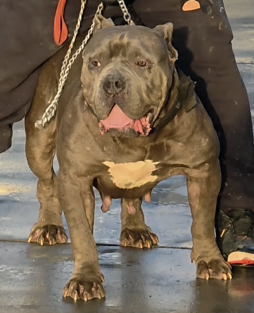 Dog Featured Image