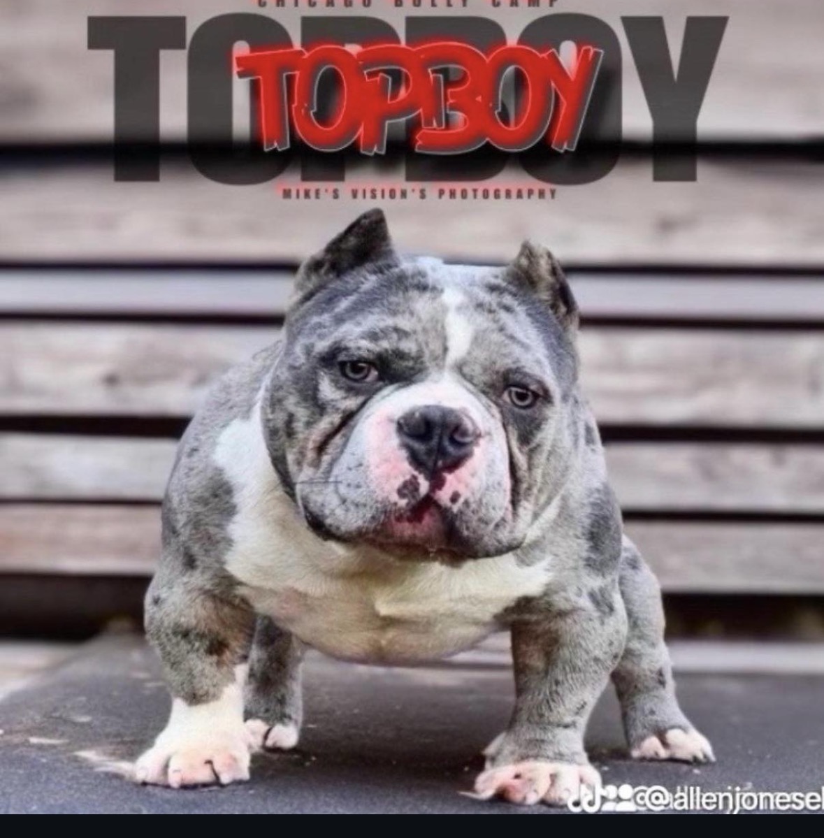 Dog Featured Image