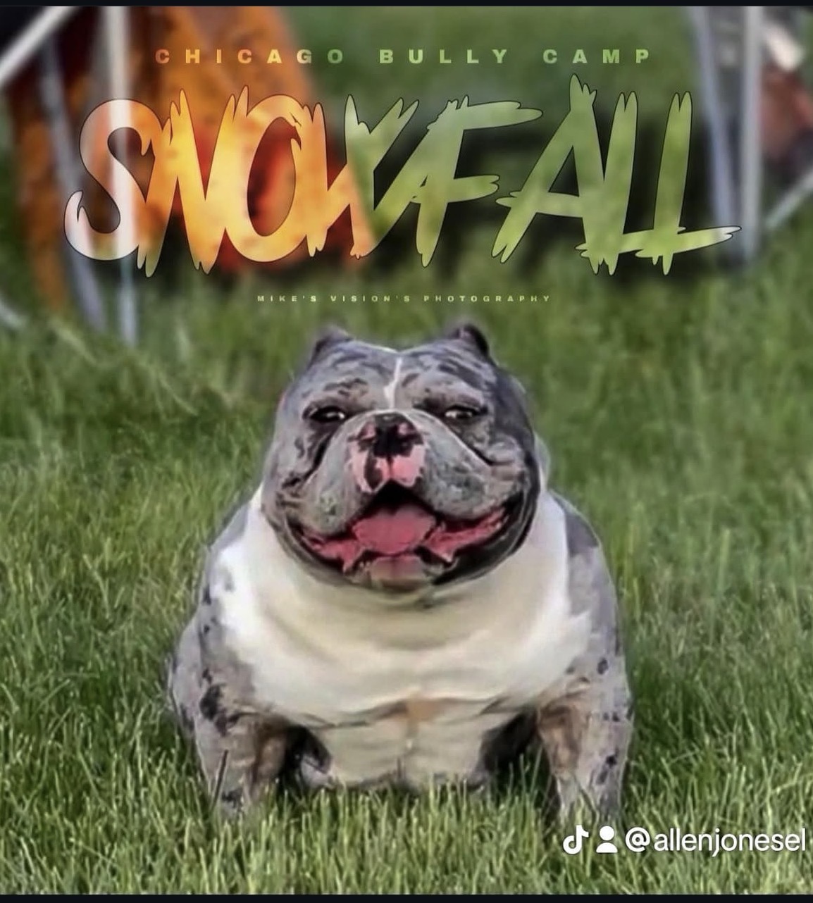 Dog Featured Image