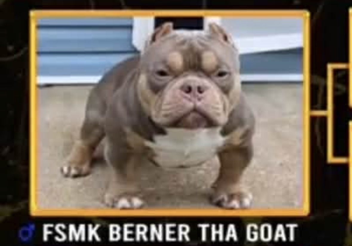 Dog Featured Image