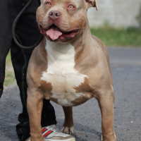 BDK Lil Juggernaut of Strawberry Bully Kennel