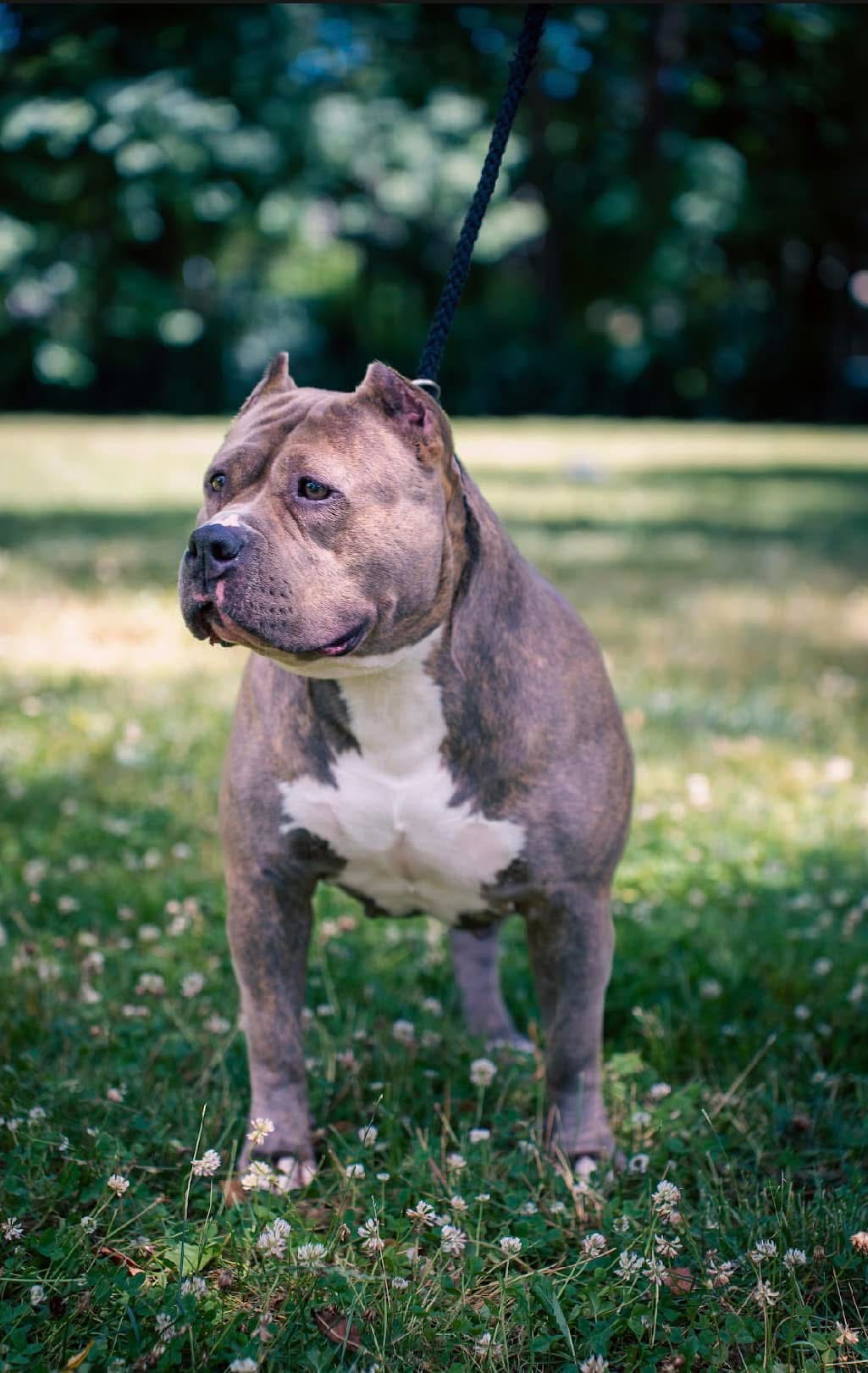Dog Featured Image