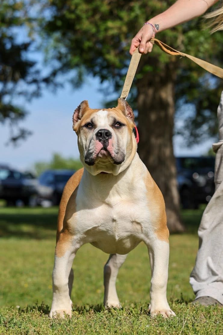 Dog Featured Image
