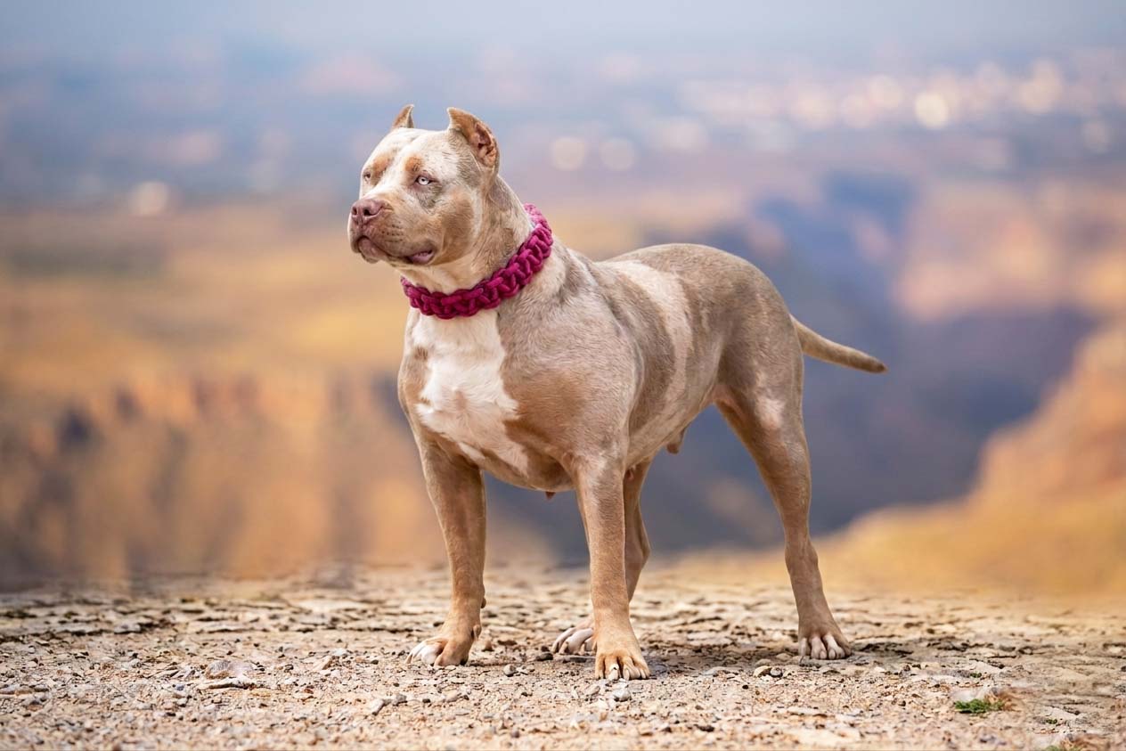 Dog Featured Image