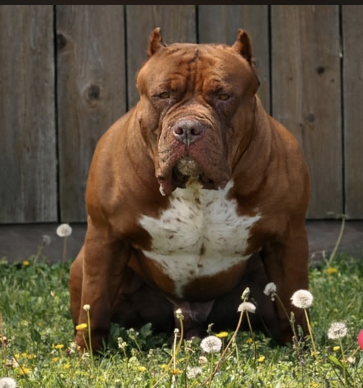 Dog Featured Image