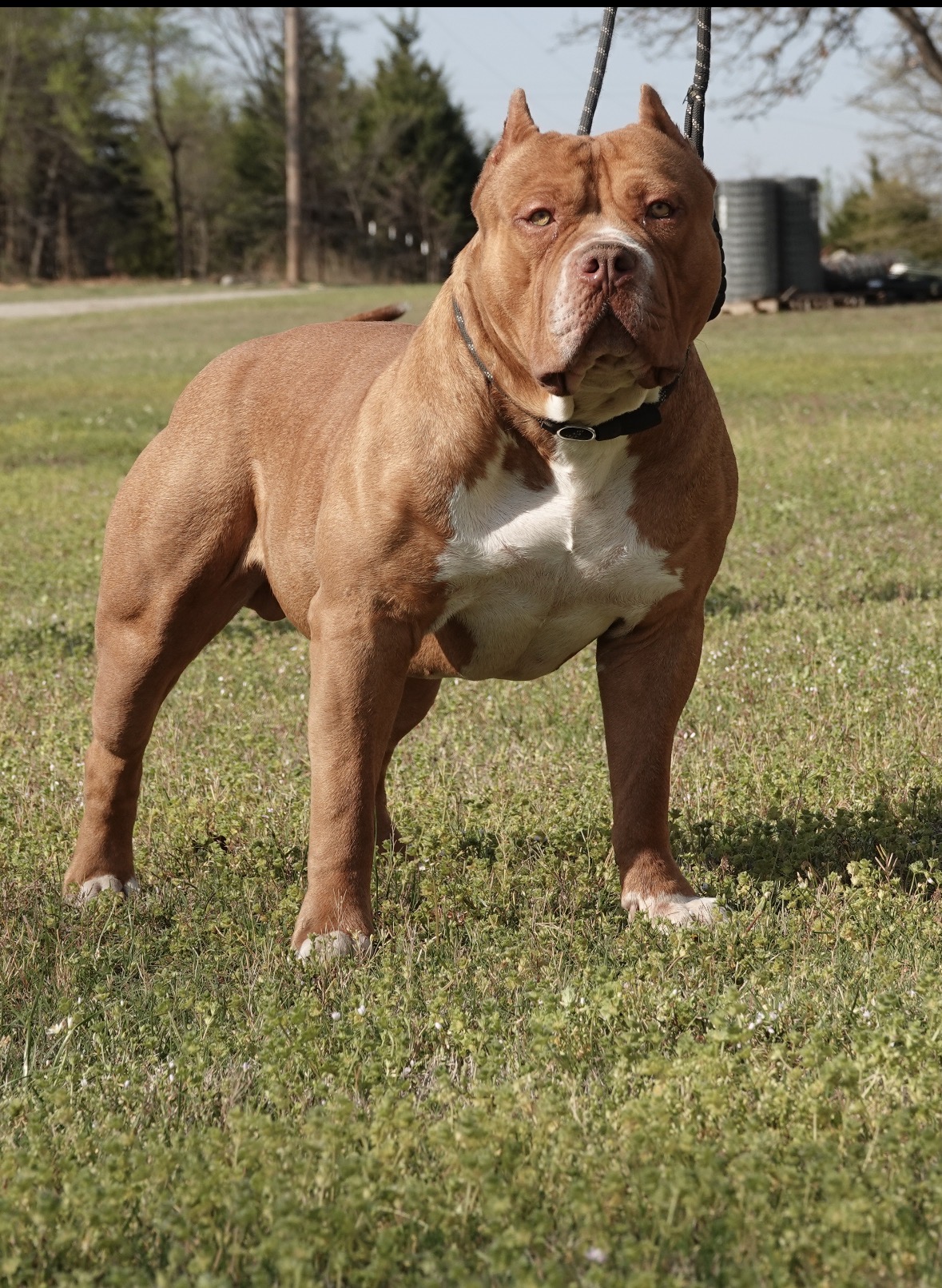 Dog Featured Image