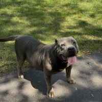 Dog Featured Image