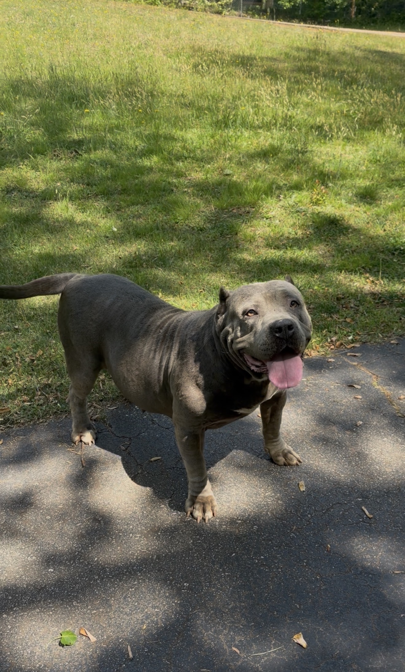 Dog Featured Image