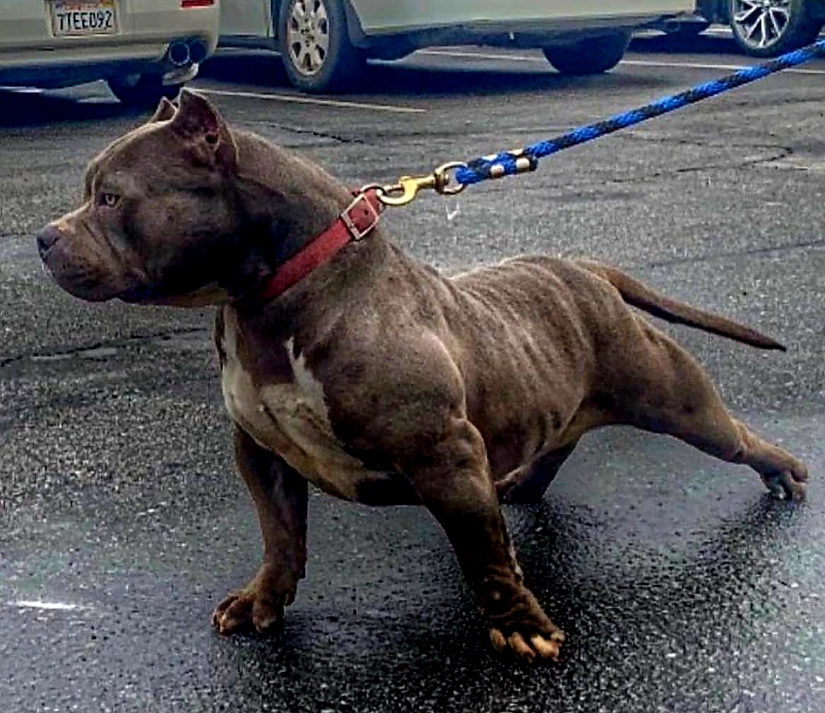 Dog Featured Image