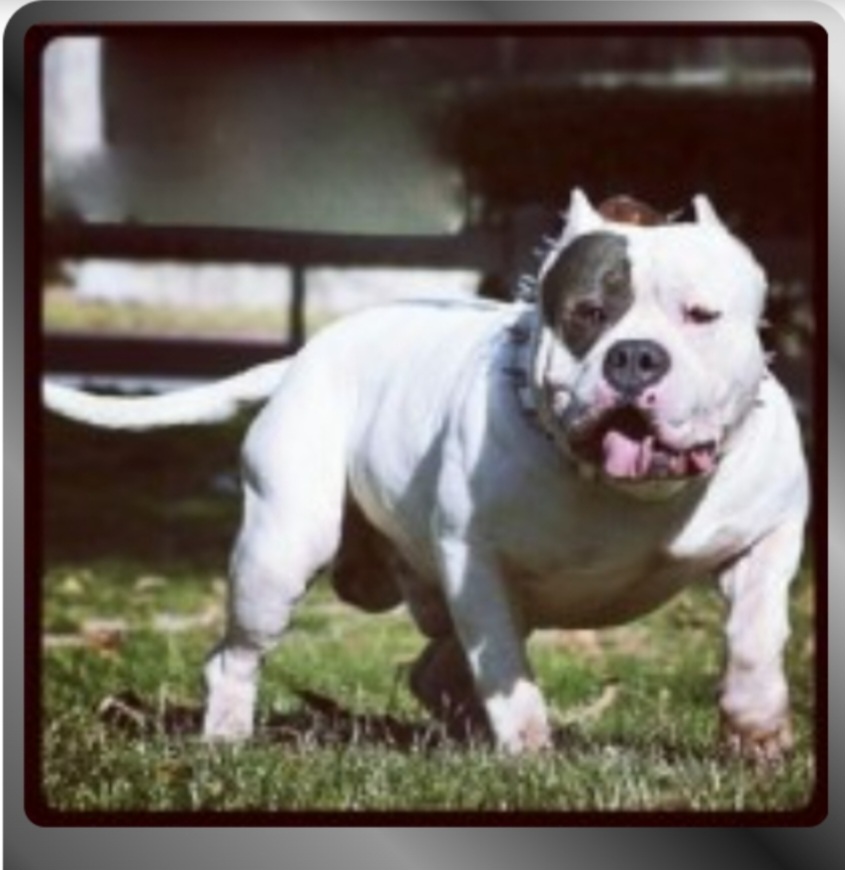 Dog Featured Image